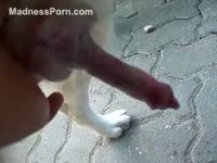 Red-haired Mexican bitch enjoys masturbating her dog's miniature rod